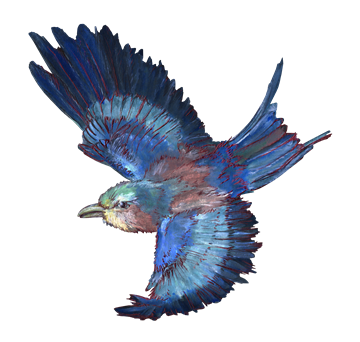 A lilac-breasted roller, illustrated by Ally Mikel